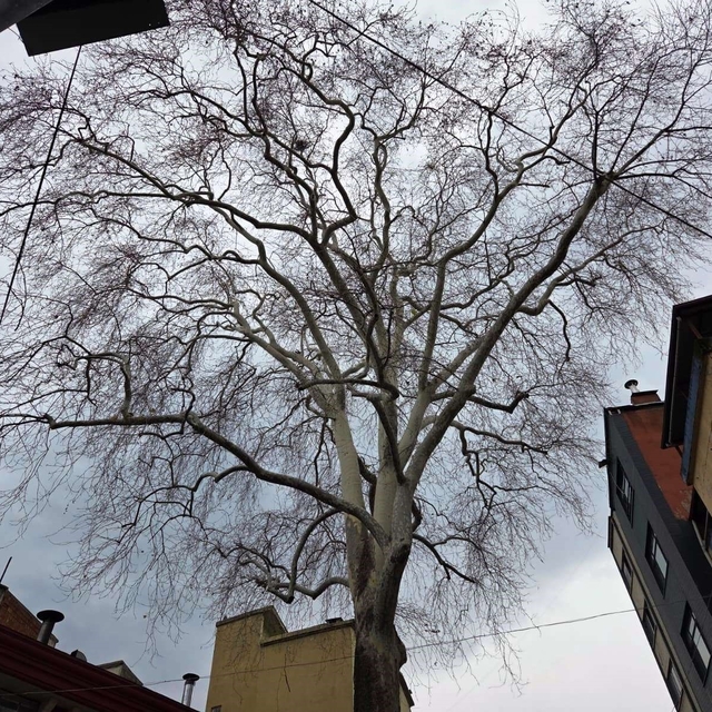 Samsun'un koruma altındaki 11 çınarından biri 160 yıldır dimdik ayakta