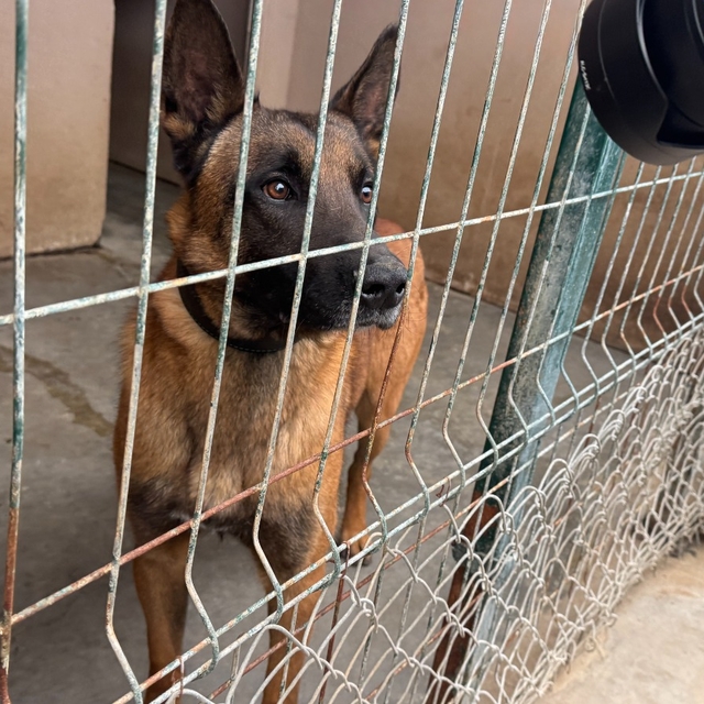 OMÜ tarafından yetiştirilen görev köpeği Pars, şehrin güvenliğinde görev al...