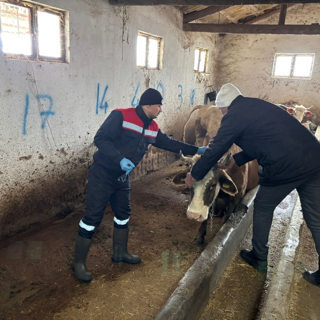 İskilip'te hayvan hastalıklarıyla mücadele kapsamında aşılama çalışmaları s...
