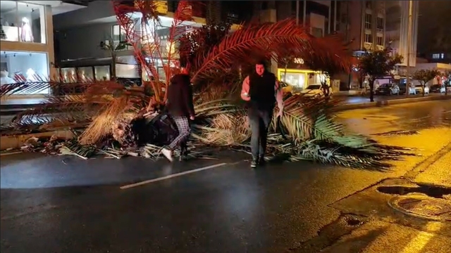 Antalya'da fırtına palmiye ağacını ikiye böldü