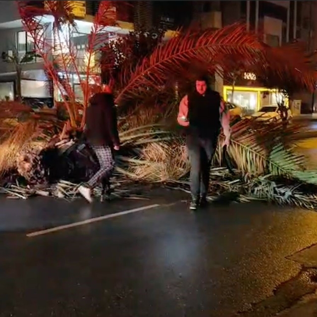Antalya'da fırtına palmiye ağacını ikiye böldü