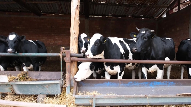 Bakanlık pilot il olarak Amasya'dan başlattı: Süt ineklerinden etçi buzağı elde edilecek