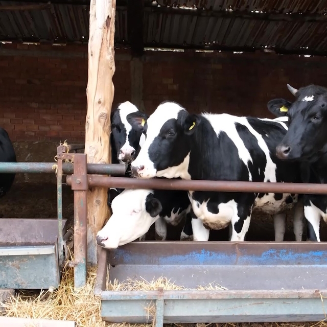 Bakanlık pilot il olarak Amasya'dan başlattı: Süt ineklerinden etçi buzağı...