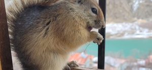 Her gün penceresine gelen sincabı besliyor
