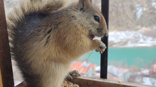 Her gün penceresine gelen sincabı besliyor