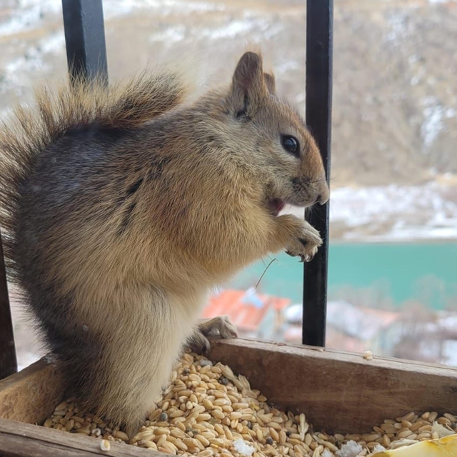 Her gün penceresine gelen sincabı besliyor
