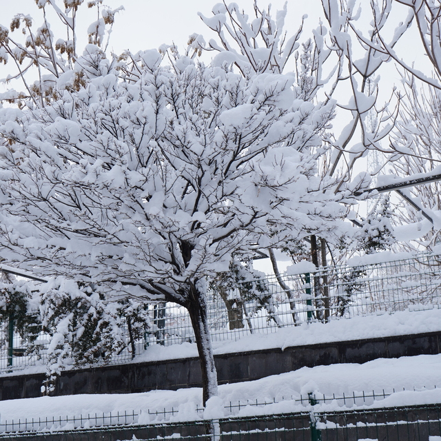 Şırnak'ta kardan 35 köy yolu kapandı, uçuşlar iptal edildi