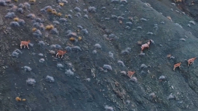 Giresun'un dağlarındaki yaban keçileri mercek altında