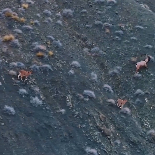 Giresun'un dağlarındaki yaban keçileri mercek altında