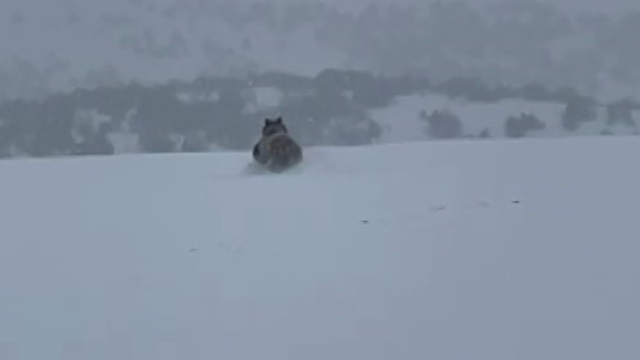 Kış uykusuna yatmayan ayı kaçarken görüntülendi