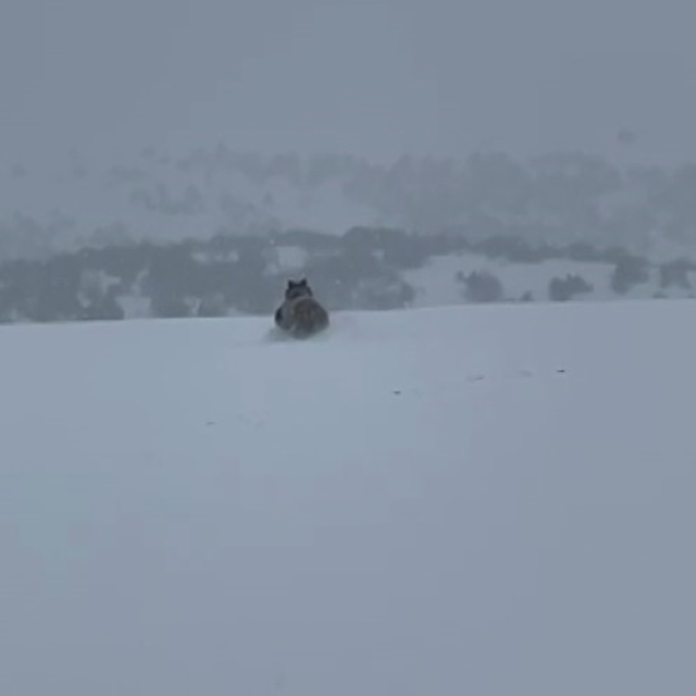 Kış uykusuna yatmayan ayı kaçarken görüntülendi