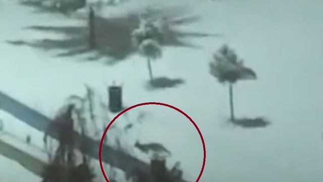 Kurtalan'da tilkiler şehir merkezine indi