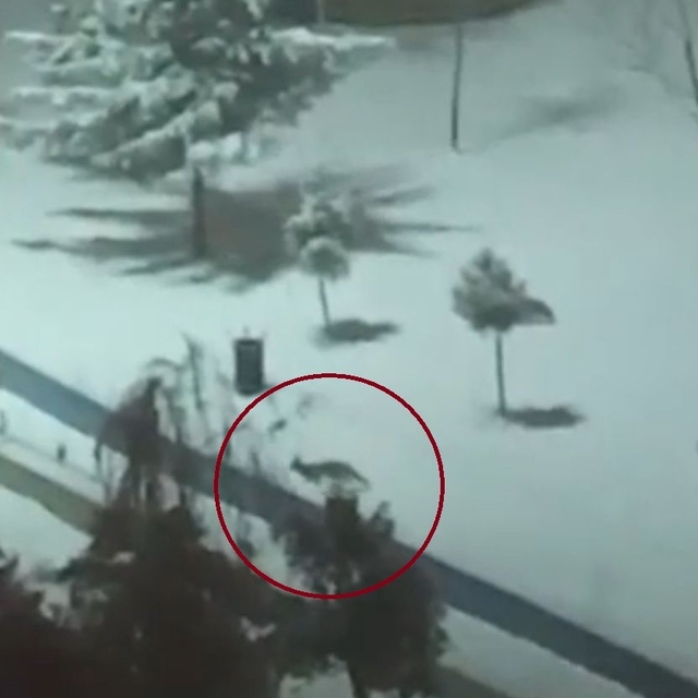 Kurtalan'da tilkiler şehir merkezine indi