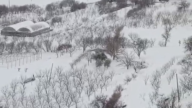 Diyarbakır'da aç kalan kurt sürüsü yerleşim yerine indi