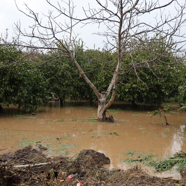 Kuşadası'nda bahçeler göle döndü, ağaçlar sular altında kaldı