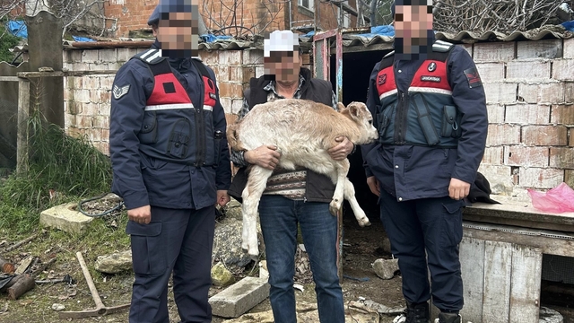 Söke'de büyükbaş hayvan hırsızlığı ve ruhsatsız silah operasyonu