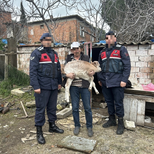 Söke'de büyükbaş hayvan hırsızlığı ve ruhsatsız silah operasyonu