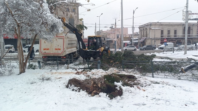 Karın ağırlığına dayanamayan ağaçlar devrildi