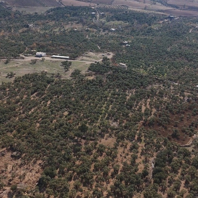 Mardin Büyükşehir Belediyesinden Derik zeytini için dal kanserine karşı müc...