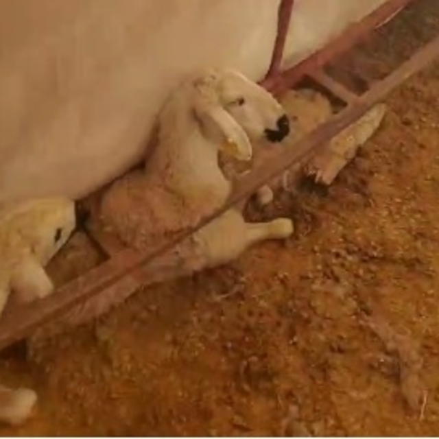 Üzerinde kar biriken çadır çöktü, 3 küçükbaş öldü