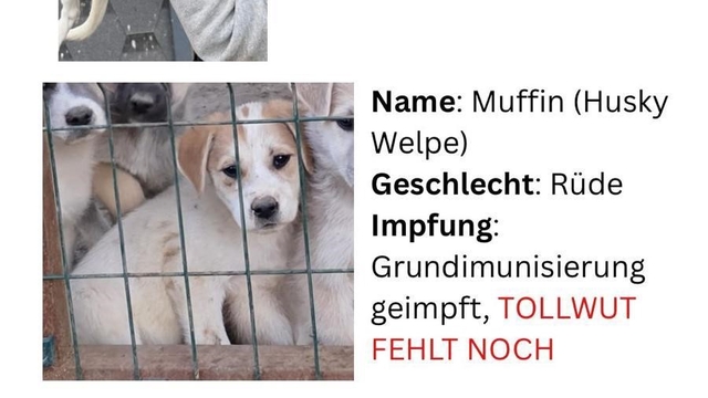 Hayvan severlerden, hayvan kaçakçılığı iddiası