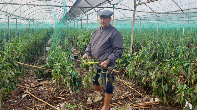 Antalya'da tarım alanlarını su bastı; mahsur kalanlar, iş makinesi ve botlarla kurtarıldı (2)
