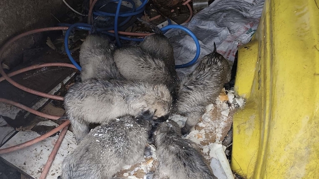 Mardin'de insanlık ölmemiş dedirten hareket: Donmak üzere olan yavruların imdadına yetişti