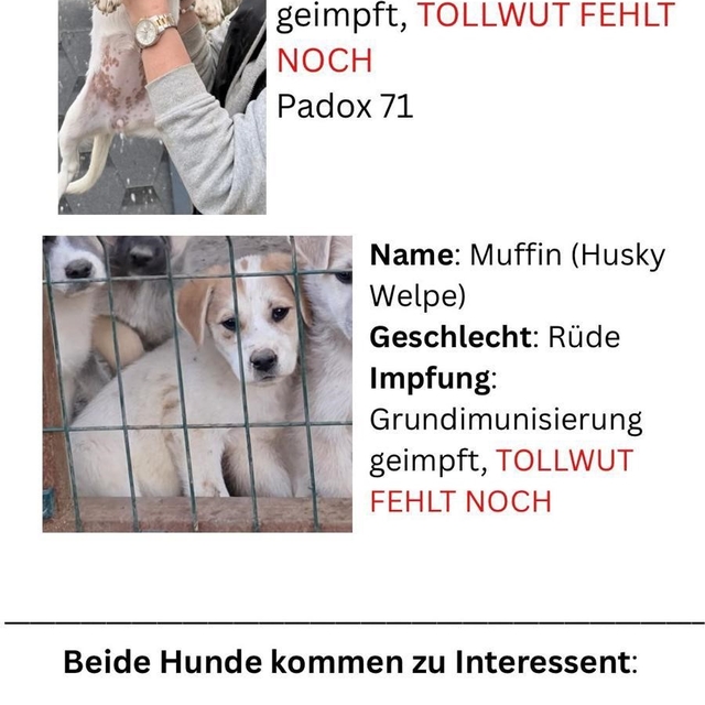 Hayvan severlerden, hayvan kaçakçılığı iddiası