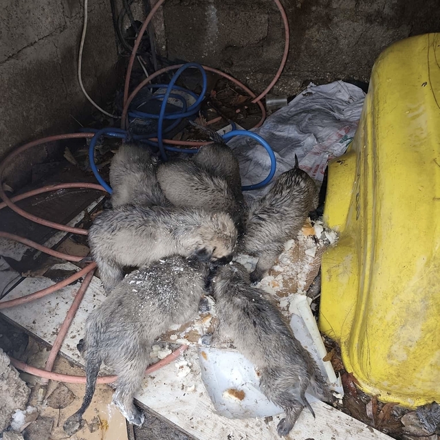 Mardin'de insanlık ölmemiş dedirten hareket: Donmak üzere olan yavruların i...