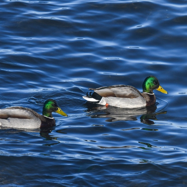 Tatvan sahilinde yeşilbaş ördekler fotoğraflandı