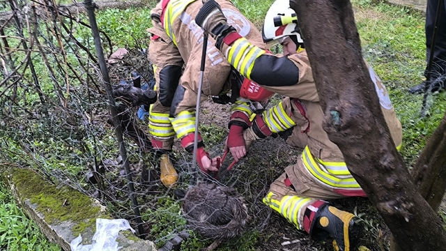 Tel örgüye sıkışan tilki kurtarıldı