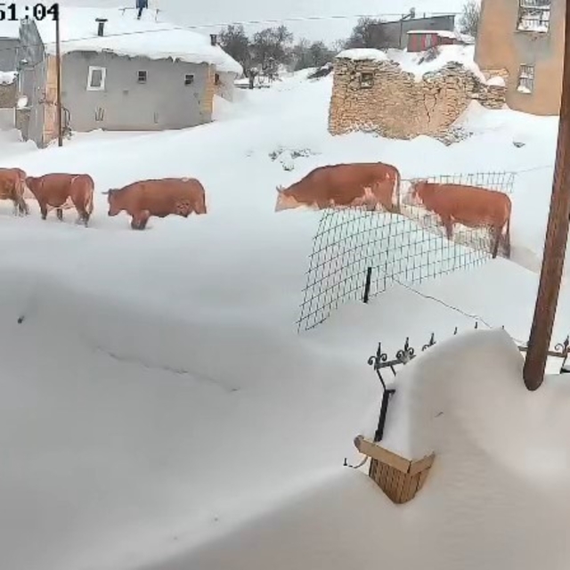 Malatya'da büyükbaş hayvanların karla mücadelesi görüntülendi