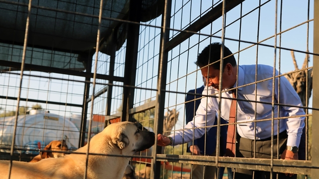 Muğla Büyükşehir 4 bin 34 can dostu sahiplendirdi