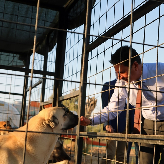 Muğla Büyükşehir 4 bin 34 can dostu sahiplendirdi