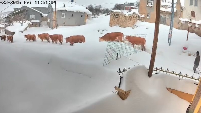 Malatya'da büyükbaş hayvanların karla mücadelesi görüntülendi