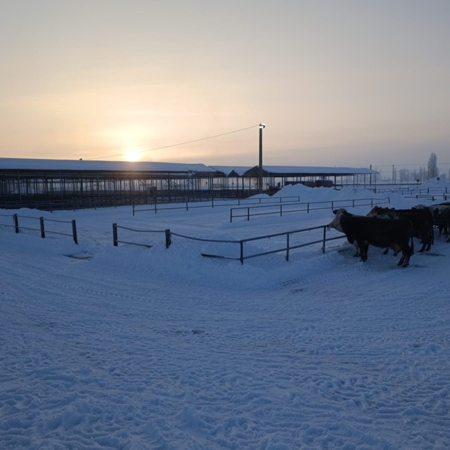 Türkiye'nin en büyük hayvan pazarı ağır kış şartları nedeniyle kapatıldı