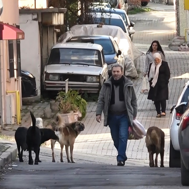 Sürü halindeki başıboş köpekler ekipleri görünce kaçtı