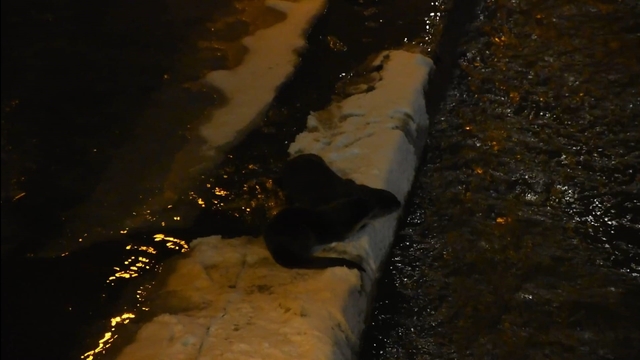 Harşit Çayı'nda nesli tehlike altındaki su samurları görüntülendi