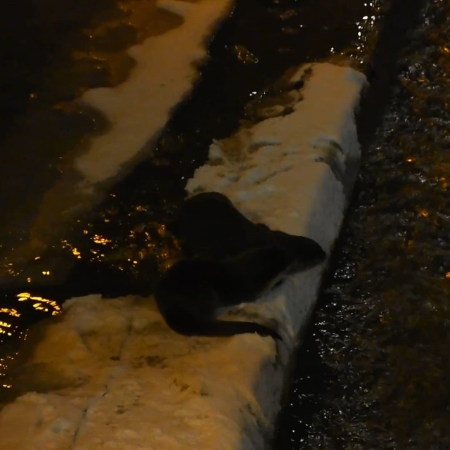 Harşit Çayı'nda nesli tehlike altındaki su samurları görüntülendi