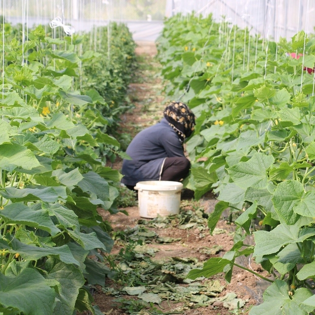 Erzincan'da kadın çiftçilere yüzde 50 hibeli sera desteği