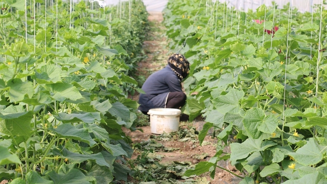 Erzincan'da kadın çiftçilere yüzde 50 hibeli sera desteği