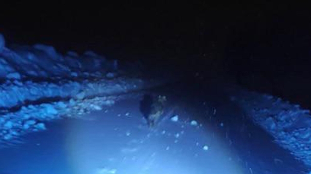 Görüntülemek istedikleri kurdun saldırısından araçlarına binerek kurtuldular