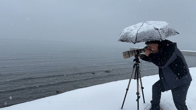 Tatvan'a kış ortasında kuş akını