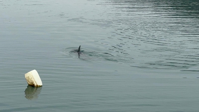 Sahil güvenlikten nefes kesen yunus kurtarma operasyonu