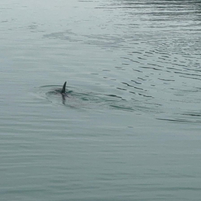 Sahil güvenlikten nefes kesen yunus kurtarma operasyonu