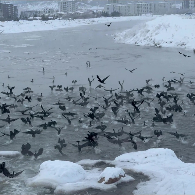 Kızılırmak'ta 'karabatak' şöleni