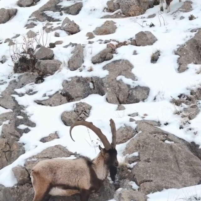 Karlı Aladağlar'da gezen dağ keçileri dron kamerasında