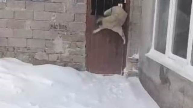 Tipide ahıra saklanan köpek kapıya sıkıştı
