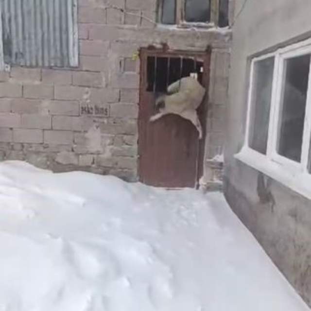 Tipide ahıra saklanan köpek kapıya sıkıştı