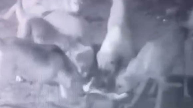 Sokak köpekleri, sahipli köpeği parçaladı
Köpeği, sokak köpekleri tarafından parçalanan Hasan Damarcan:
"Şu ana kadar sokak köpekleri, 4 tane köpeğimi parçaladı"